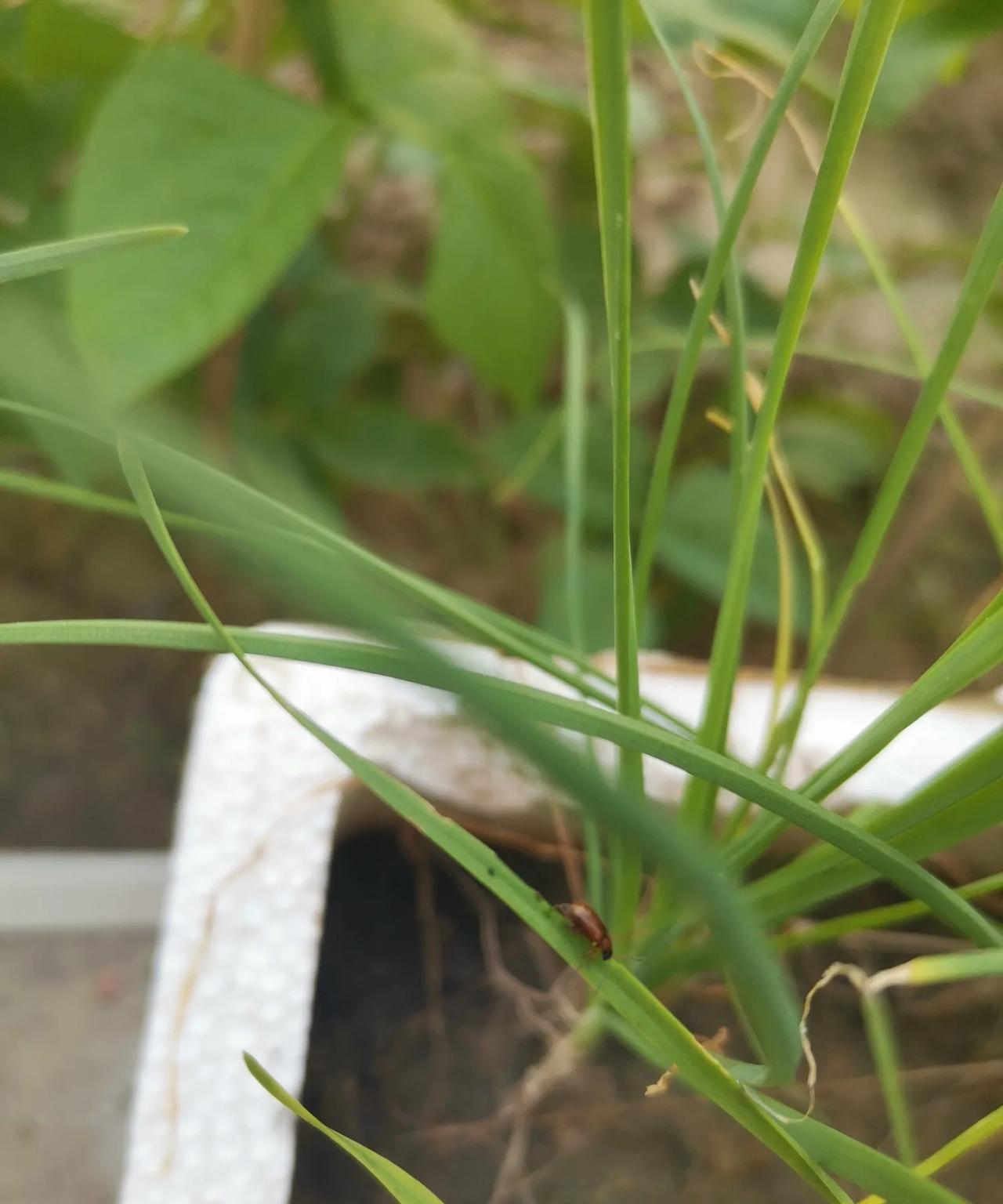 咱们种菜，想吃点绿色的健康的蔬菜容易吗？
我的菜园里有茄子，西红柿，黄瓜，豇豆，