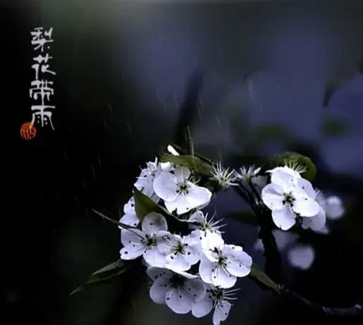 # 文学创作大会#
               梨花带雨，相思寄情
     