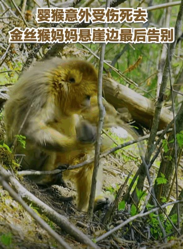 “太有灵性了！”小金丝猴意外受伤，眼看快不行了，金丝猴妈妈竟然将小猴抱到悬崖边，