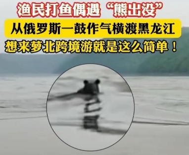 5月29日，一只黑熊偷偷从黑龙江对岸的俄罗斯游到中国，渔民看到后喊话没有护照别往
