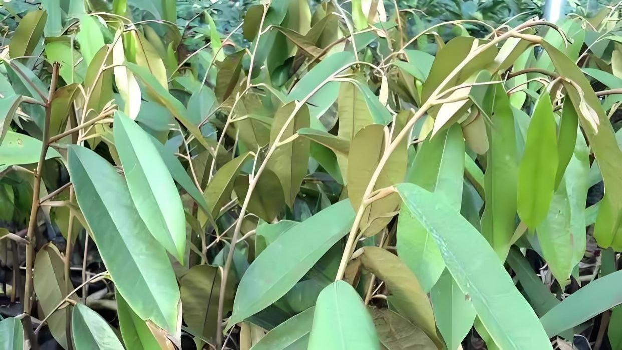 想种出美味榴莲？从树苗种植开始，探寻“果中之王”的生长密码！