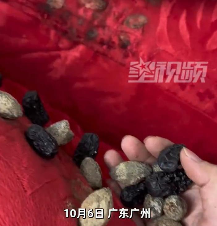 【#女子结婚8年才发现喜被里有红枣#】10月6日，广东广州。女子国庆回老家带回结