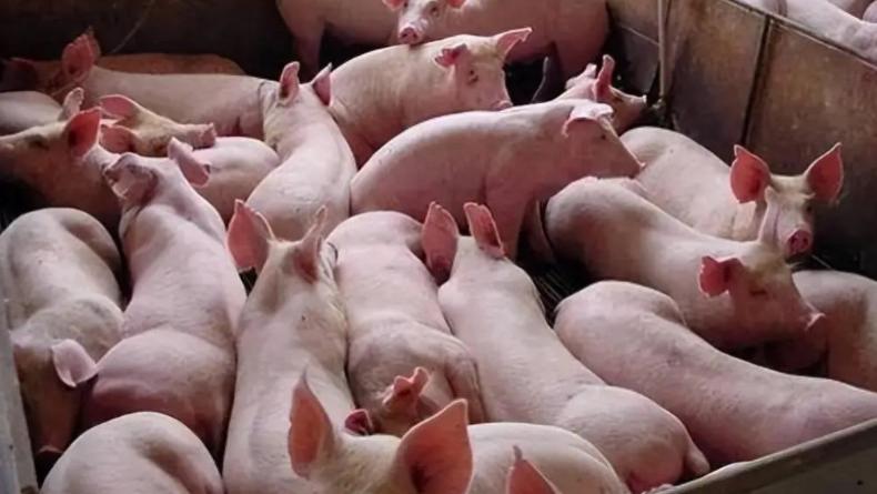 森澳达｜如何让猪娃“吃嘛嘛香，身体倍儿棒”，一路疯长到出栏？