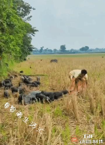 阿三哥偷偷“调戏”猪妈妈，不料险些命丧黄泉路……
猪妈妈：哪里跑，千刀万剐的，你