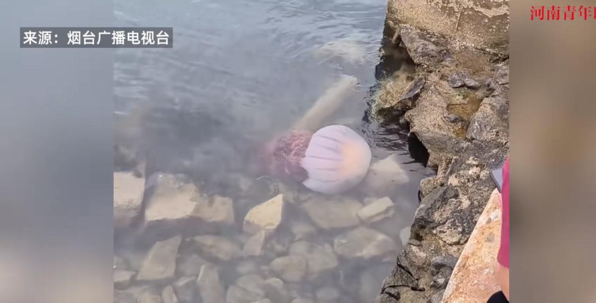 “天上掉馅饼了！”近日，山东烟台，一群游客在海边玩耍时，意外看到了一只巨大无比的