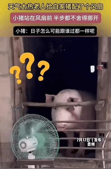 这待遇绝了！羡慕呀！贵州，天气炎热，主人怕猪中暑，在猪圈给猪猪装了风扇和空调，小