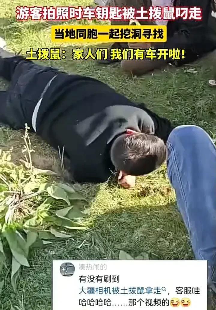 笑不活了！近日，四川一名男子在景区拍照时，顺手把车钥匙放在地上，谁料被土拨鼠偷偷