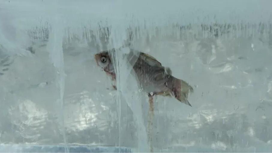 零下36℃！中国最冷小镇泼水成冰，水底下的鱼咋没变成“冰棍”？