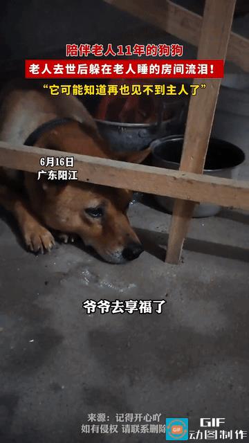 太有灵性了！广东，老人去世后，陪伴了老人11年的狗狗不见了，找到时， 它正独自躲