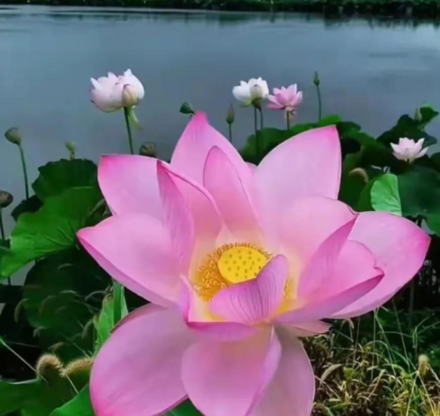 爱自己：善待自己，滋养生命
回到本来，照顾好自己。
回归本源，经营好自己。
让内