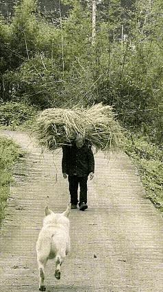 这个毛孩子太懂事了，老奶奶平时一定对她非常好，谁对它好它是知道的，它也是知道感恩