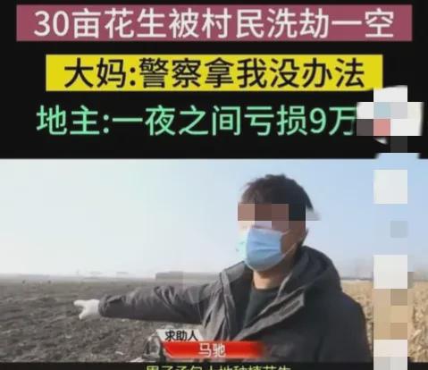 河北廊坊，一辽宁男子来到当地承包900亩土地种花生，结果，哎，真是倒霉，30亩地