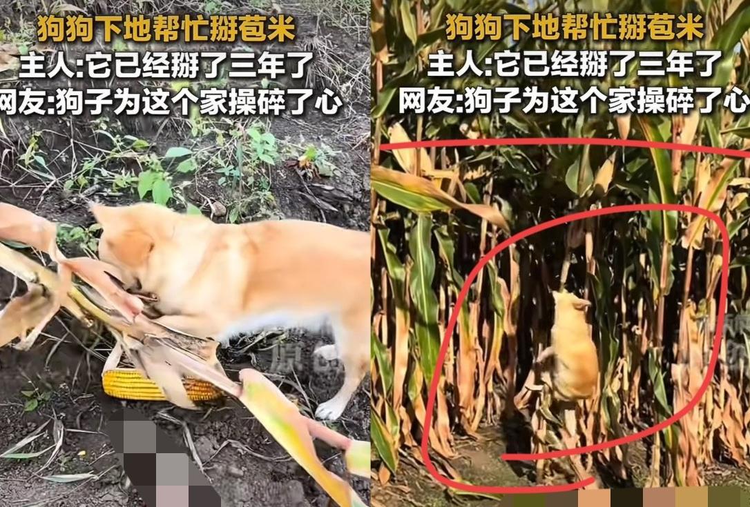 “不可思议！”10月黑龙江，一女子和家人下地掰玉米，家养的狗狗也跟着来到玉米地，