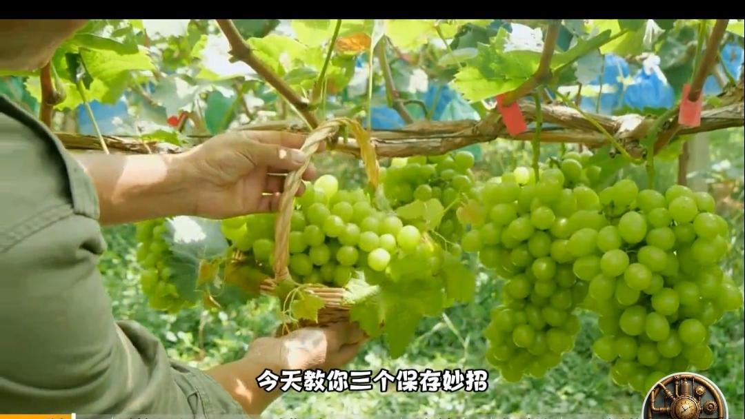 阳光玫瑰，是一种提子葡萄的名称，曾经作为“葡萄界”里的“名门贵族”，不知什么原因