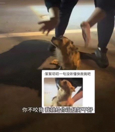 太善良了。黑龙江，一大哥醉酒后回家路上，遇到一只腿部受伤的流浪狗，此时的大哥虽然