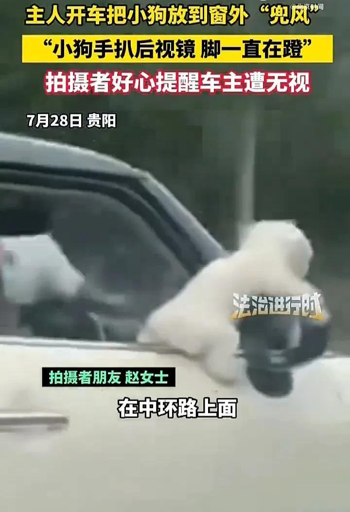 没见过这么不负责任的主人！近日，贵州贵阳一名女子发视频称，自己开车在中环路上时，