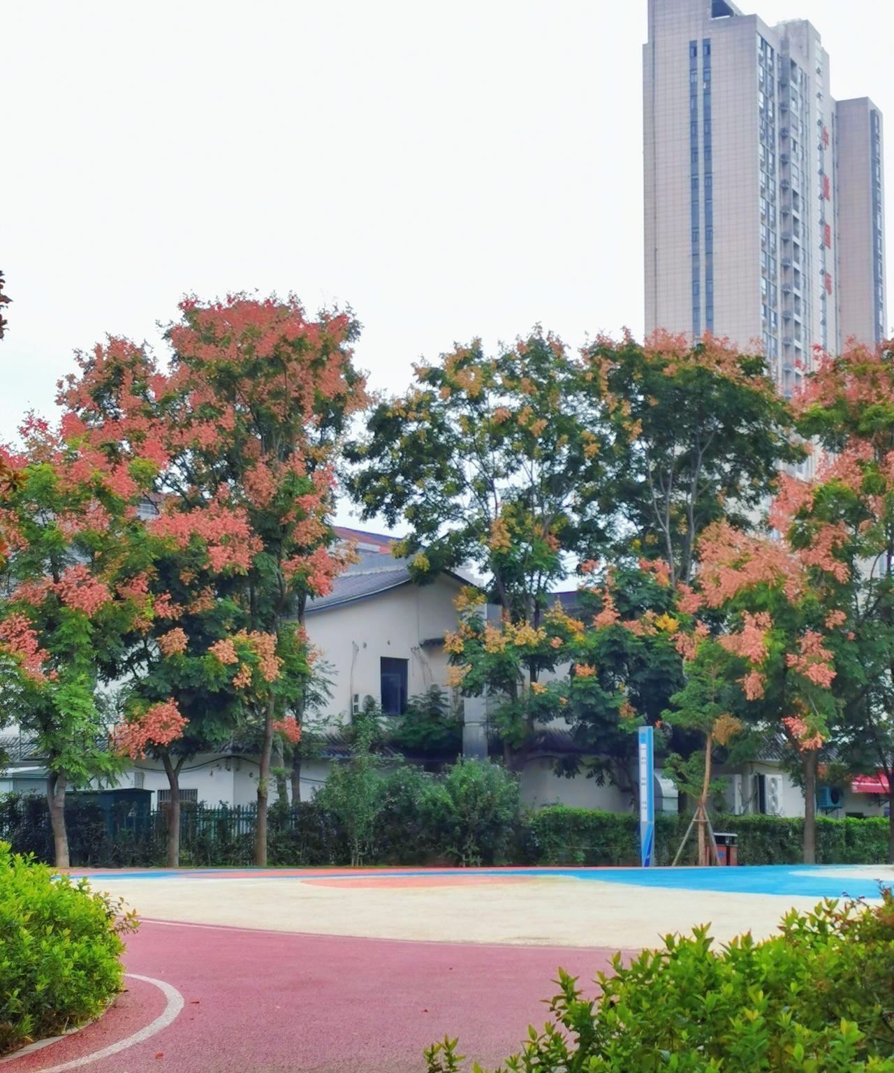 50多岁的小老太太，
穿成这样真的好看吗？
早晨在公园门口，
迎面撞见一个50多