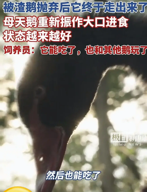 武汉黑天鹅夫妻最新消息——
母天鹅大口进食了，状态越来越好，还能和其他鹅玩耍了，