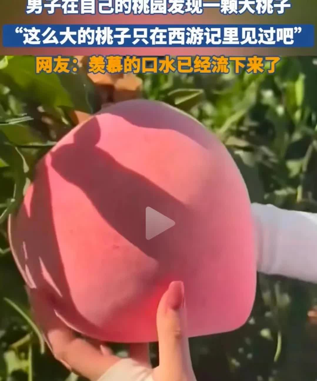 彻底解释不清了！一男子在自己家的桃园里发现了一个巨型桃子，颜色鲜红再加上果实饱满