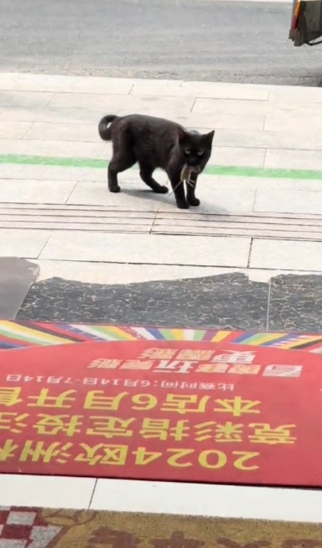 万物皆有灵！”安徽合肥，一流浪猫到彩票店连续蹭饭20多天，越来越喜欢待在店里，老