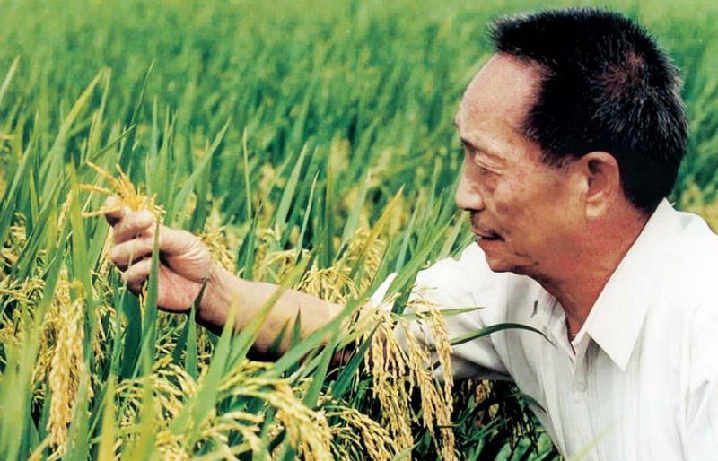 “间谍就该枪毙！”2024年4月，央视曝光了一桩令人心碎的大案：袁隆平耗尽毕生心