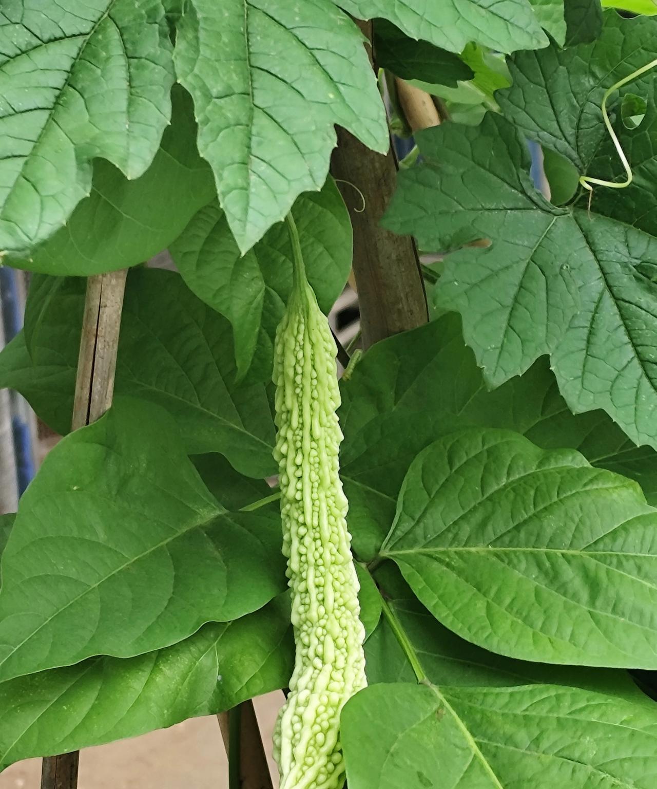 这东西每次市场上卖都挺贵的，
就是现在蔬菜旺季，
它都论根卖，
按照品相，
一根