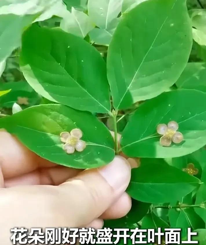 你见过爱臭美的花儿吗？这是网友在吉林龙湾景区拍的，实物非常惊艳！一种名字叫瘤枝卫