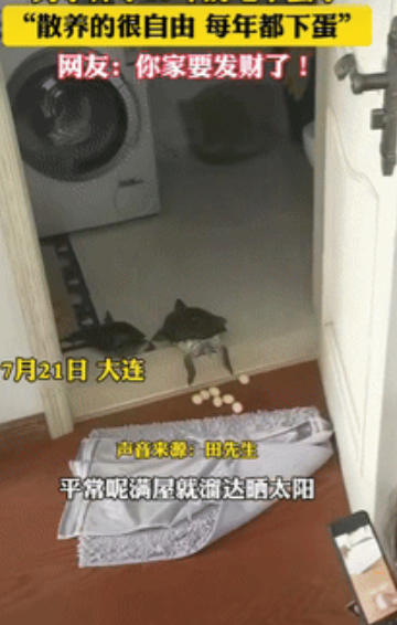 “意外的惊喜！”辽宁大连，一男子去卫生间时，突然发现养了15年的龟倒趴在门槛上，