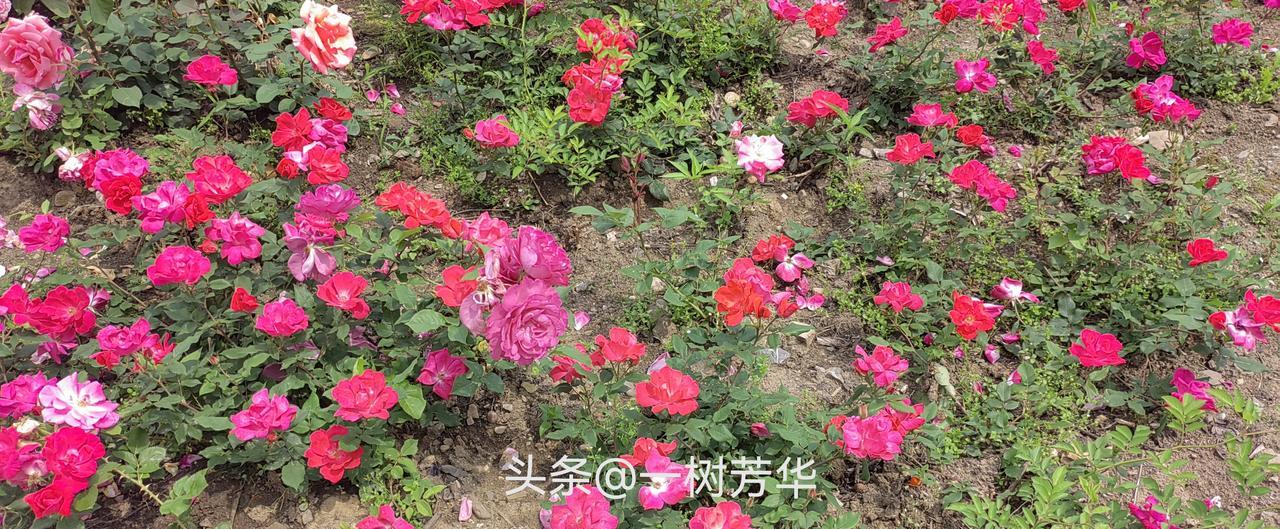 人退休以后，如果没去选择再打工，如果家里也没有老人或幼童照看，那么时间真的是一大