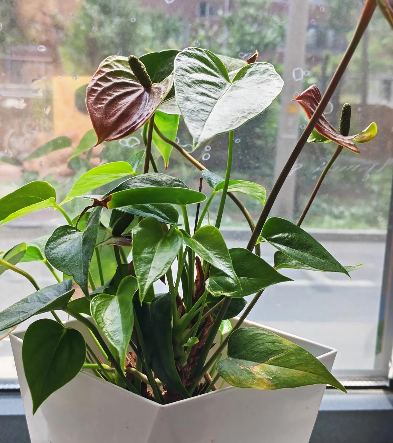 #可以分享你手机拍摄的花朵照片吗#
