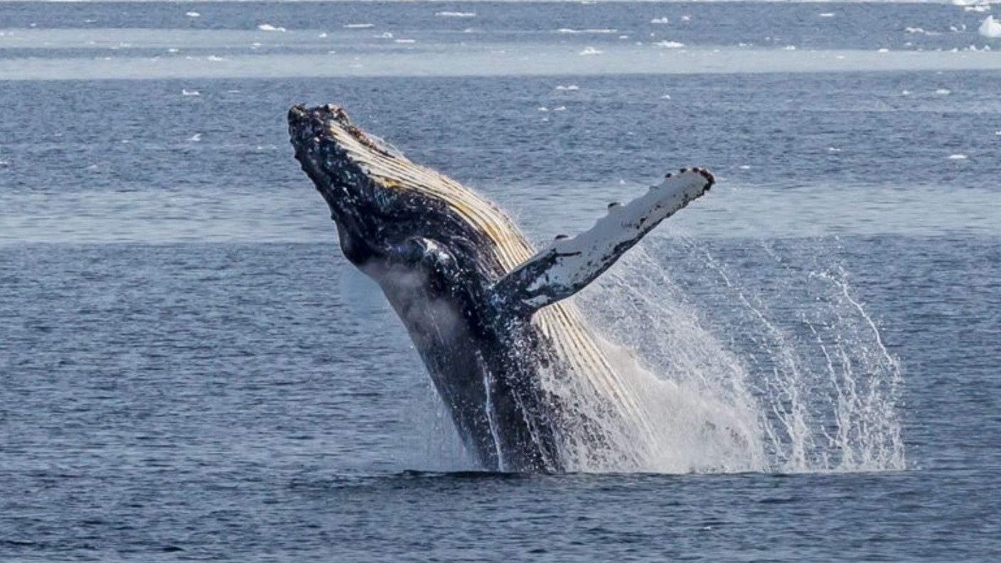 南极+南美6国！36天爽玩旅行记🗺️ 朝闻旅行 I 南美