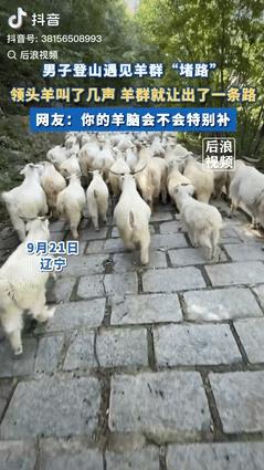 “长见识了！”近日，辽宁一男子登山遇见了羊群“堵路”，男子过不去，只能安静的跟在