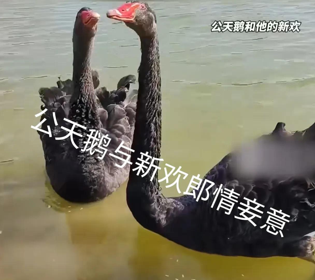 一对相爱十多年的黑天鹅夫妇，公天鹅另结新欢，母天鹅郁郁寡欢！是天鹅的爱情进化了，