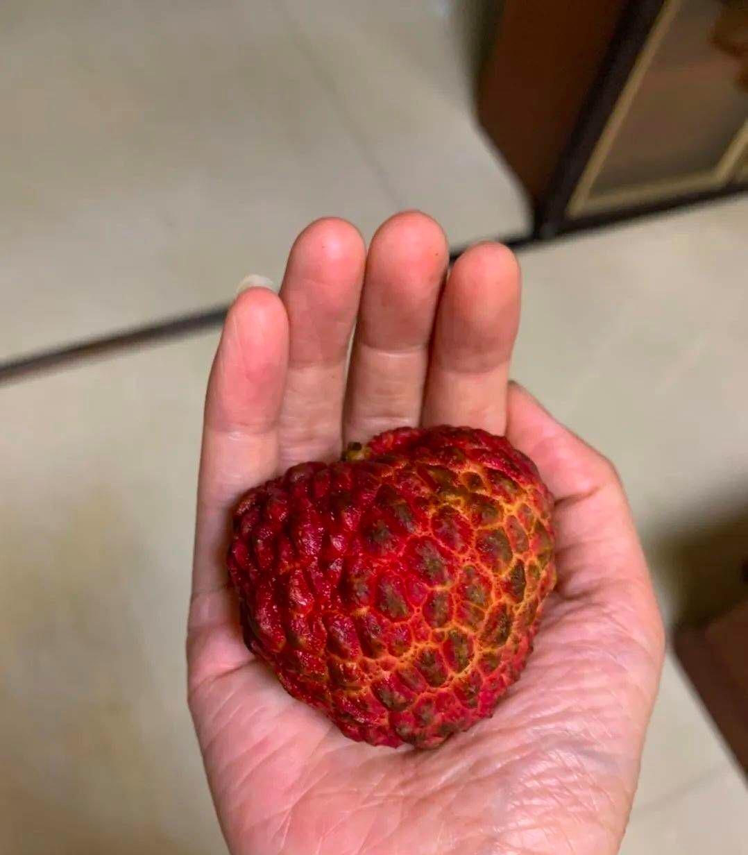 表姐给我寄来一箱荔枝，
打开之后吓了我一跳，
实在是太大了！
这么大的荔枝，都快