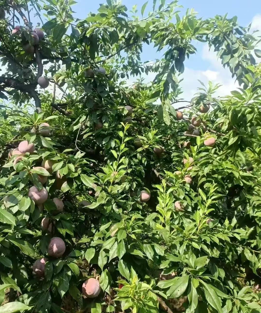 我老公真的是厉害，有本事一次一次地从我娘家人手里借钱，这一回又跟我娘家人借了2万