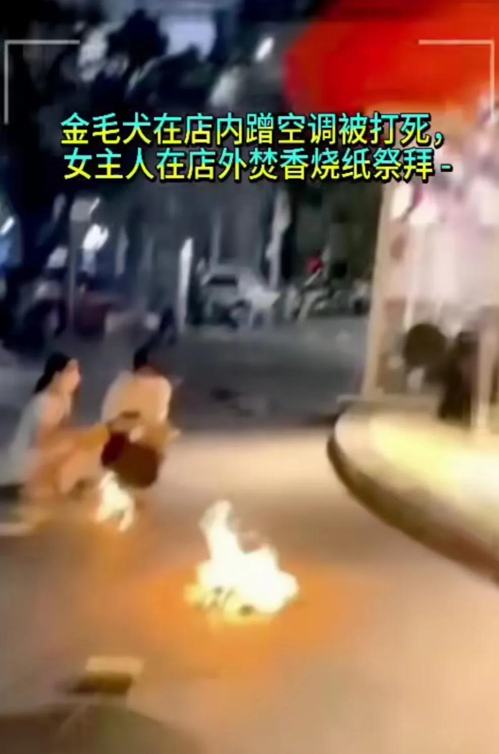 永州一条名叫“李墩墩”的金毛的狗主人，为什么觉得她还有理了？
在金毛被店家打死后