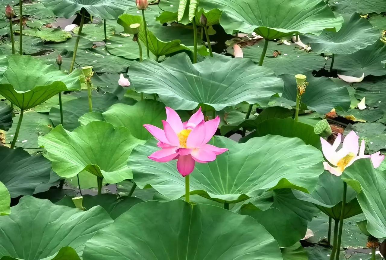 哈尔滨天气：多云，19℃~28℃，南风1~2级，晴间多云天气，白天阳光在线，微风