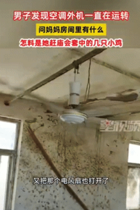 有钱就是任性！”安徽，一女子因天气太热，担心楼上的4只小鸡被热死，竟直接将空调打