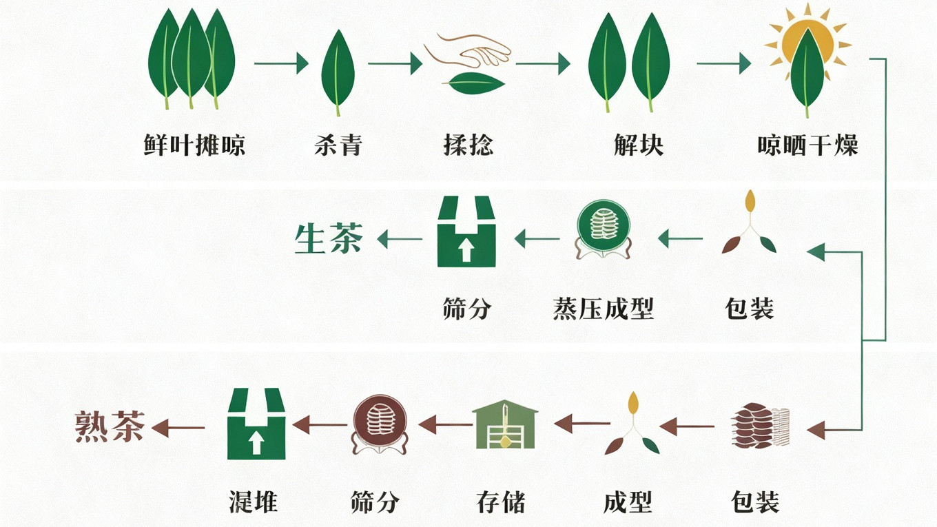 普洱茶工艺大揭秘：从鲜叶到陈香的时光魔法