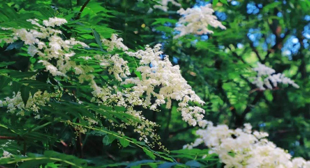 国家植物园“夏日雪珍珠”盛开
夏季是万物生长的季节，大自然中有序盛开的夏花，总能