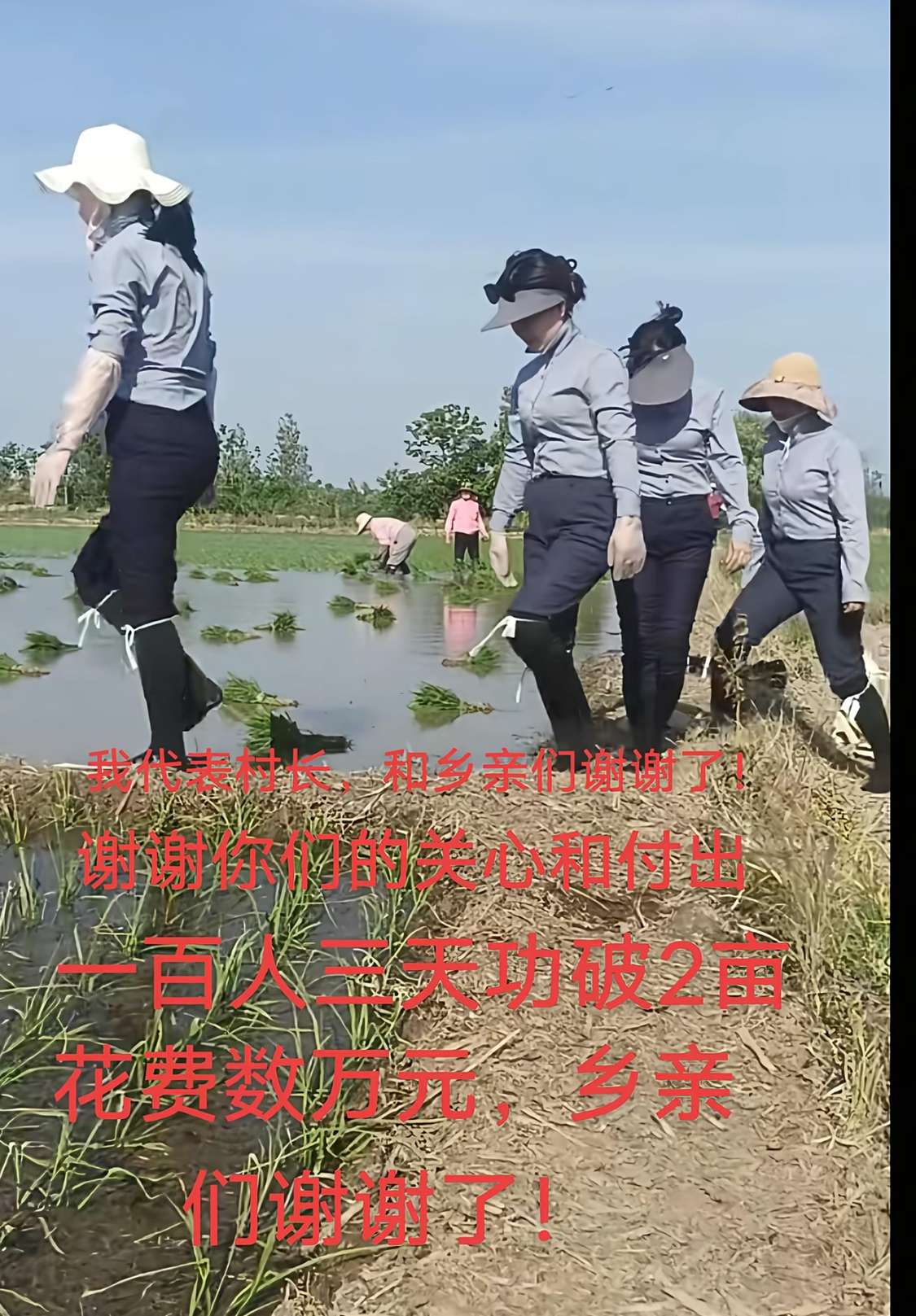 下农村表演插秧 费用花了几万