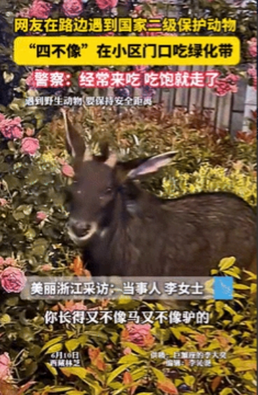 “这到底是马还是驴？”女子偶遇“四不像”，好奇的问它：你长得又像马又像驴，你到底