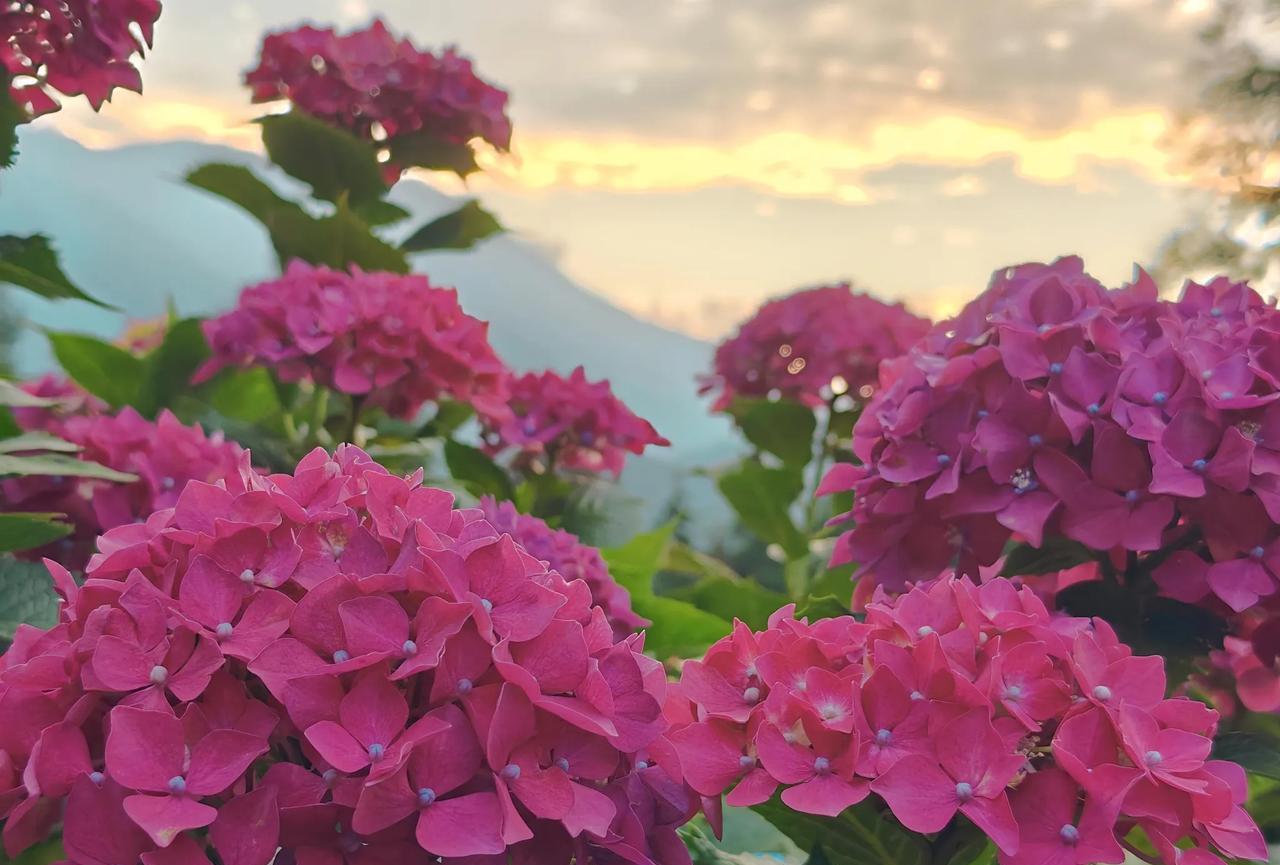 雅女湖边  ·  绣球花  ·  绚烂 （ 2026.6.21傍晚）
