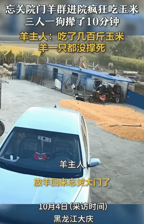 “羊以为国庆节改善伙食呢！”黑龙江大庆，男子放羊回来忘关院门。没想到，羊群冲进院