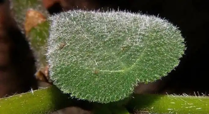 擦屁股用错叶，美国大兵疼到自杀











太可怕了！你知道吗，二战时