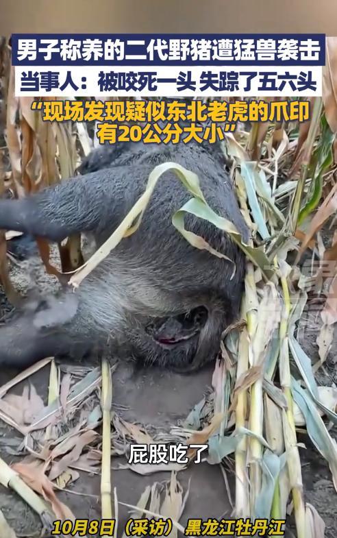 “太吓人了！”黑龙江牡丹江，一男子在村外养了一群“二代野猪”，这天他去查看时，发