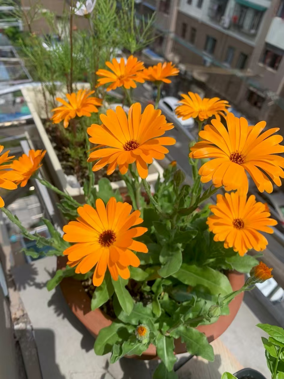 5款草本植物，最适合9月播种！