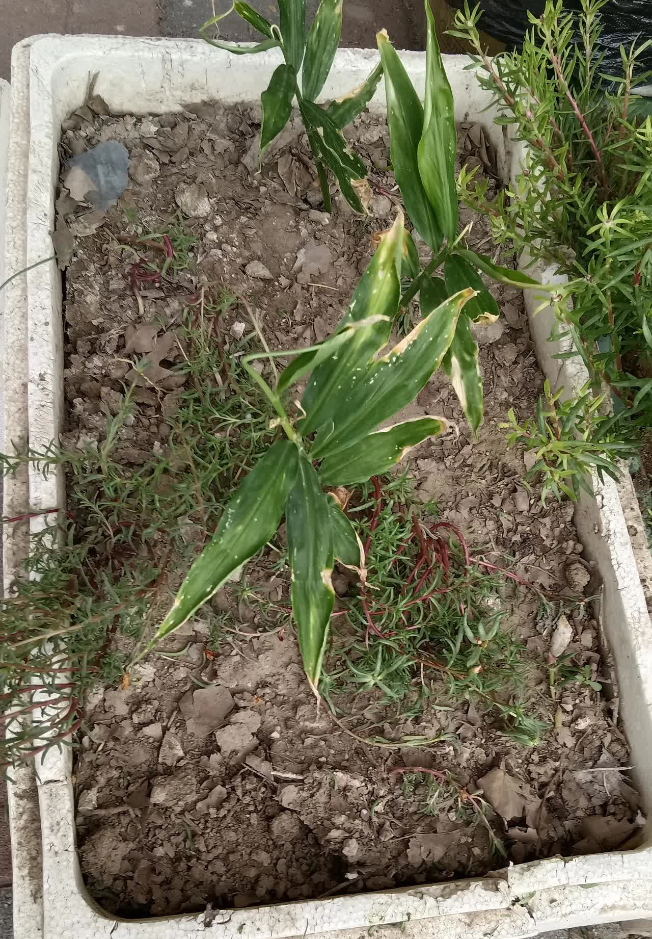 半夜两点四十分左右门前监控里一个男子的身影无所遁形，这个身影看着年纪并不老，但他