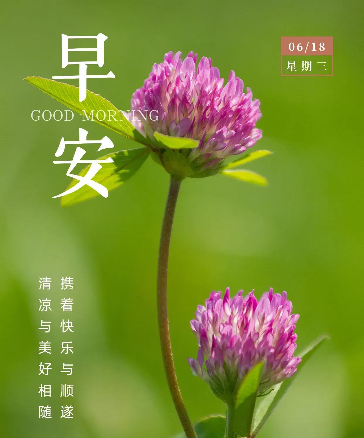 仲夏时节，揽一抹微风，心怀一份清凉，愿每个炎热的日子，都伴随你清爽与宁静。带着梦