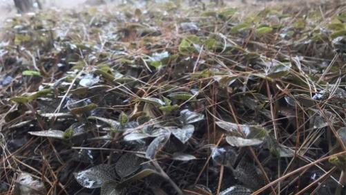 建德五棵松家庭农场“金线莲” 获浙江省级认证